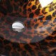 Leopard Print Round Tempered Glass Sink in Modern Fashion (Faucet Not Included)