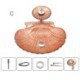 Bathroom Countertop Waterfall Vessel Sink Tap Shell Glass Sink and Faucet Set